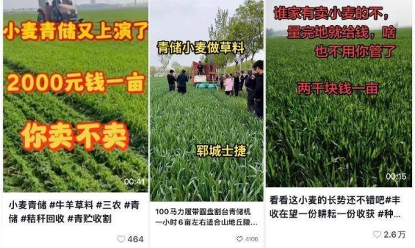榴莲便宜了是因为北方也开始种？这些“千年老谣”又来了！